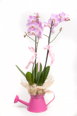 demlikde pempe çifli orkide